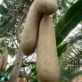 644740-kigelia-africana