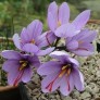 728600-crocus-sativus