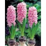 738220-hyacinthus-pink-pearl