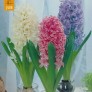 738260-hyacinthus-blue-pink-white
