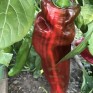 205548-paprika-cockatoo