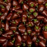 205555-paprika-coctail-chocolat-f1-micro-brown-block-f1