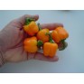 205560-paprika-coctail-orange-f1-micro-orange-block-f1