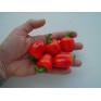 205570-paprika-coctail-red-f1-micro-red-block-f1-tinkerbell-baby-red-f1