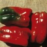 205753-paprika-hytower-f1
