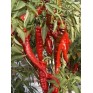 205770-paprika-lombardo