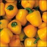 205850-paprika-mini-yellow-bell