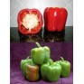 205970-paprika-north-star-f1
