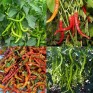 207680-peper-aci-sivri