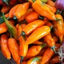 207683-peper-aji-peruvian-creole-pi-593605