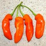 207685-peper-aji-francos