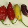 207688-peper-aji-cajamarca