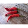 207689-peper-aji-colorado