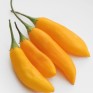 207691-peper-aji-cito