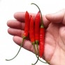 207692-peper-aji-ethiopian-fire