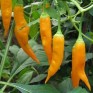 207693-peper-aji-golden