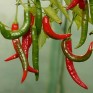 207694-peper-aji-minas-gerais
