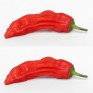 207697-peper-aji-santa-cruz