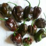 207700-peper-ajoema-type-chocolate-habanero-chocolate