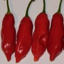 207702-peper-aji-magyar