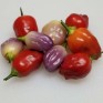 207703-peper-aji-ayuyo