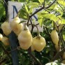 207709-peper-ajoema-type-bumpy-white-habanero-bumpy-white
