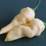 207710-peper-ajoema-type-devil-tongue-white-habanero-devil-tongue-white