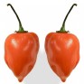 207730-peper-ajoema-type-orange-habanero-orange