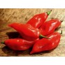 207740-peper-ajoema-type-paper-lantern-habanero-paper-lantern