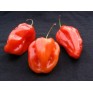 207750-peper-ajoema-type-red-habanero-red