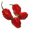 207751-peper-ajoema-type-habanero-red-f1-piquante-red-f1