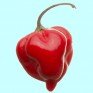 207752-peper-adjuma-type-red-savina-habanero-red-savina-avenir