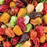207780-peper-ajoema-type-aroma-mixture