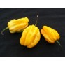 207800-peper-ajoema-type-yellow-habanero-lemon
