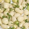 207850-peper-ajoema-type-white-bullet-white-molly-habanero-white