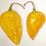 207856-peper-amarillo-chinchi-uchu