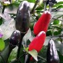 207880-peper-aussie-black