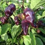 207923-peper-bhut-jolokia-purple