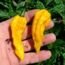 207924-peper-bhut-jolokia-yellow