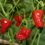 207925-peper-big-jamaican-jamaican-red