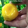 207926-peper-bido-tacana