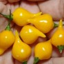 207927-peper-biquinho-amarela-button-yellow