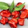 207930-peper-bishop-crown