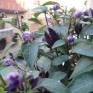 207943-peper-black-namaqualand