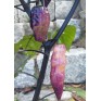 207947-peper-black-ruby