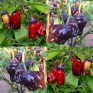 207948-peper-black-scorpion-tongue
