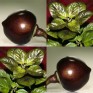207950-peper-bode-roxa