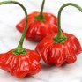 207964-peper-brazilian-starfish-aji-brazilian-starfish