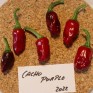 207991-peper-cacho-purple