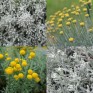 345550-heiligenbloem